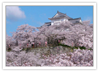4月津山城の桜
