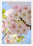 4月の桜